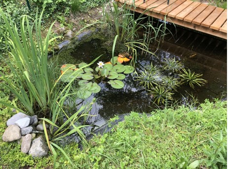 Foto: Am Teich, in dem neben Libellenlarven, z.B. der Blaugrünen Mosaikjungfer, und diversen Schnecken, z.B. Posthorn- und Spitzschlammschnecken, auch viele Bergmolche leben